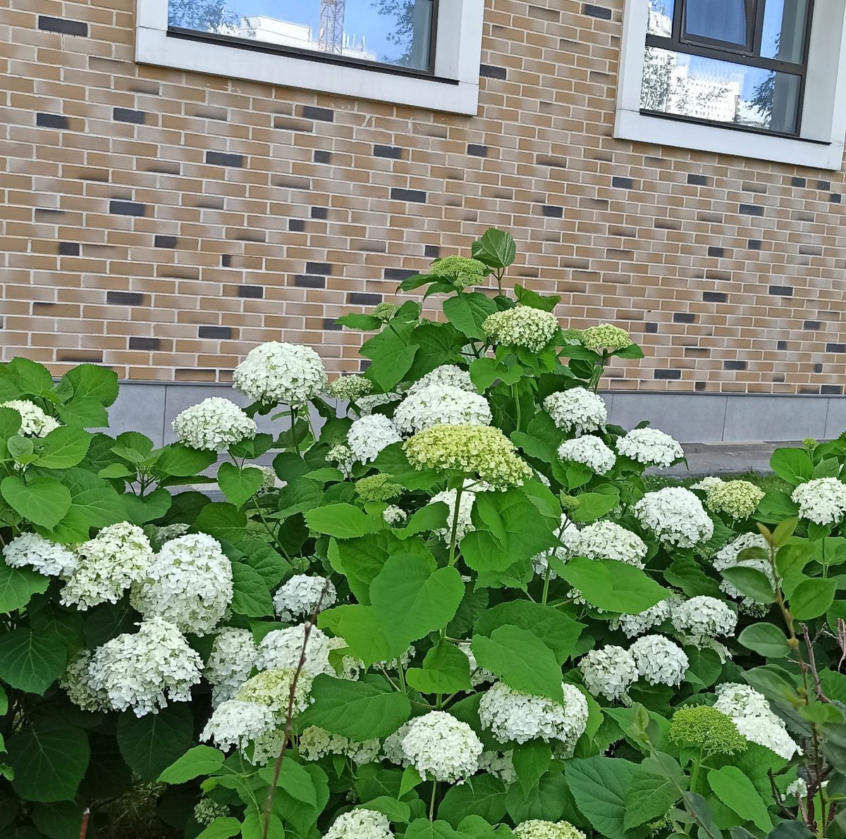 Древовидная гортензия "Annabelle"