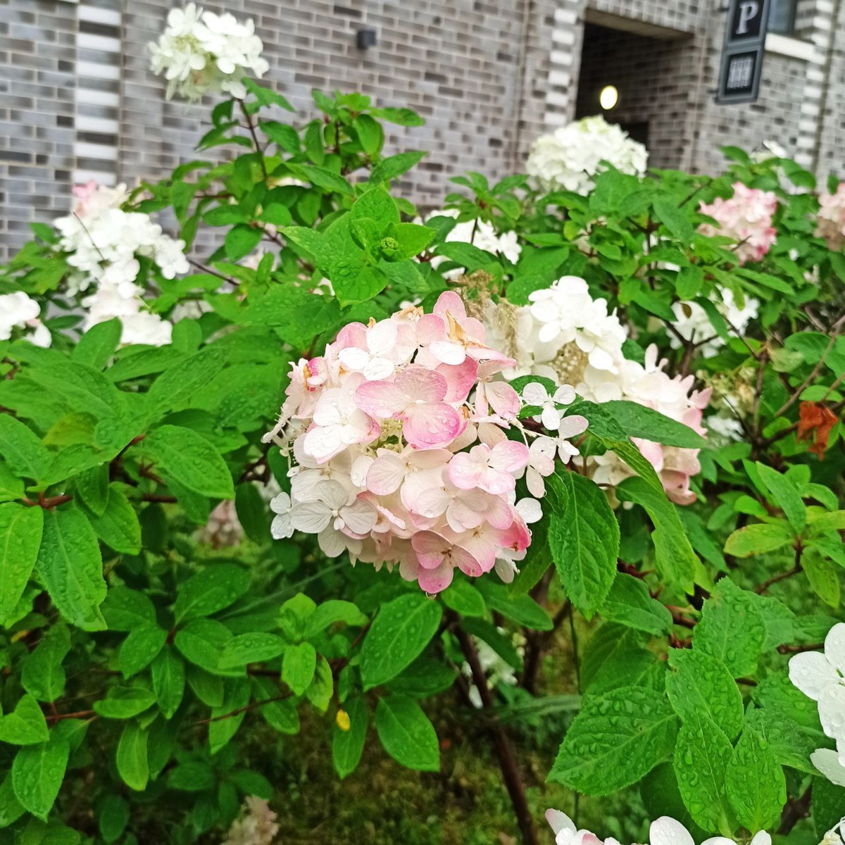 Метельчатая гортензия "Diamant Rouge"