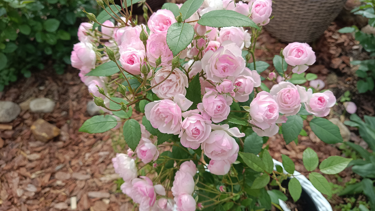 Моцартс Леди в 8л горшке.