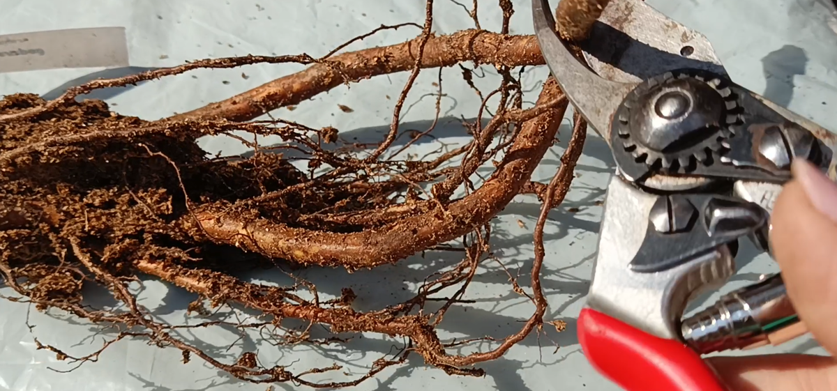 Обрезаю длинные корни. Листайте галерею