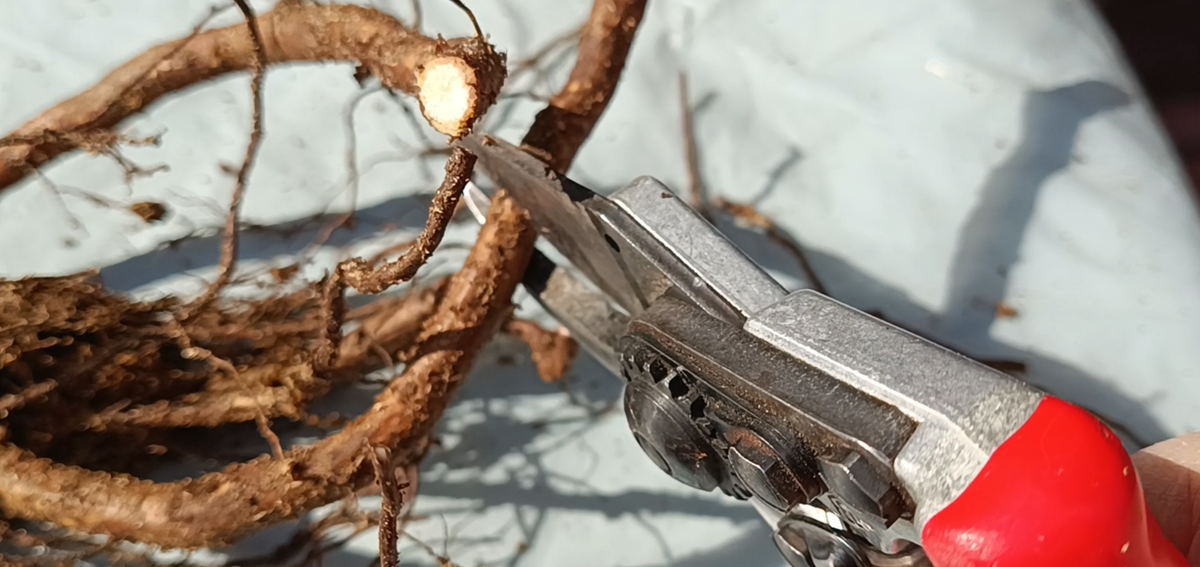 Место среза должно быть чистым