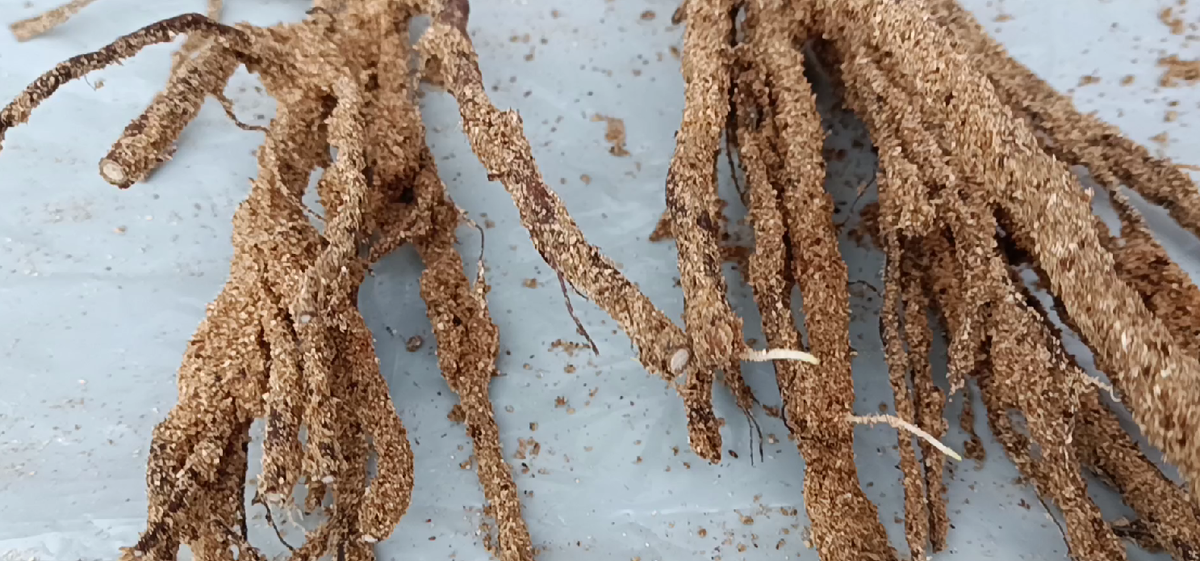 Молодые всасывающие корешки отомрут, но вырастут новые.