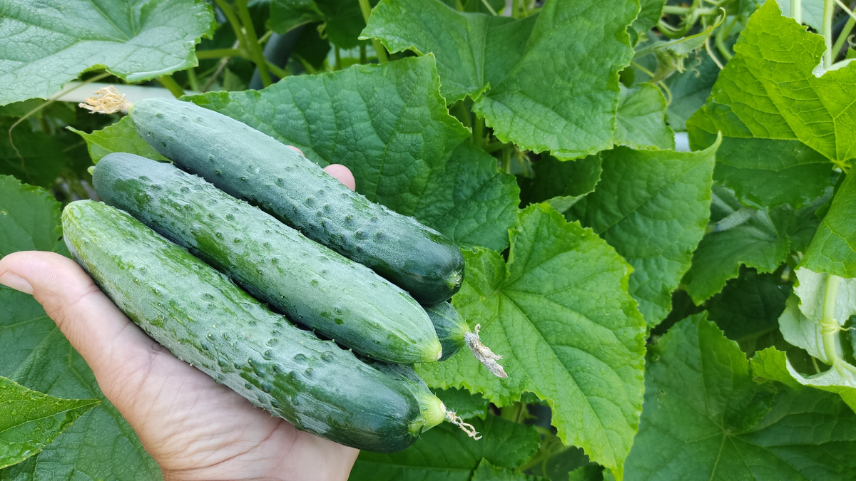 в какие дни по лунному календарю можно посадить растения