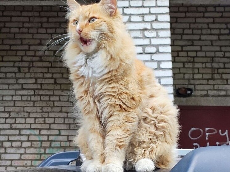     Фото: архив МК в Питере