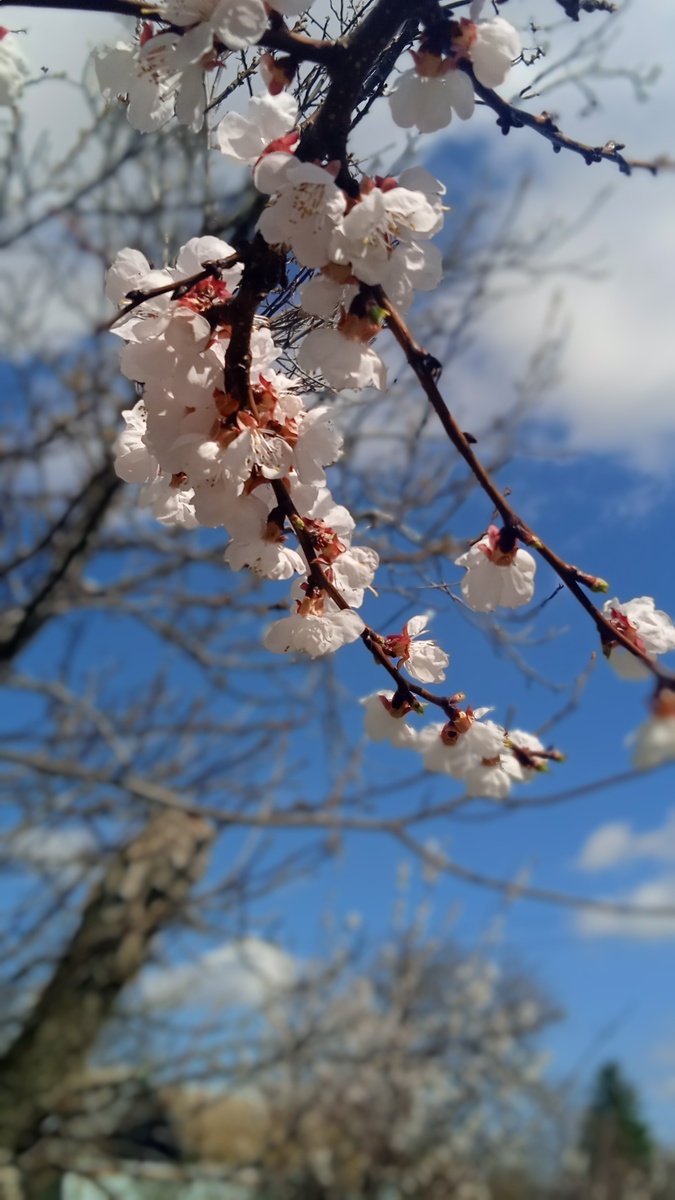 Цветёт старушка. А мне все твердят спилить её надо. 