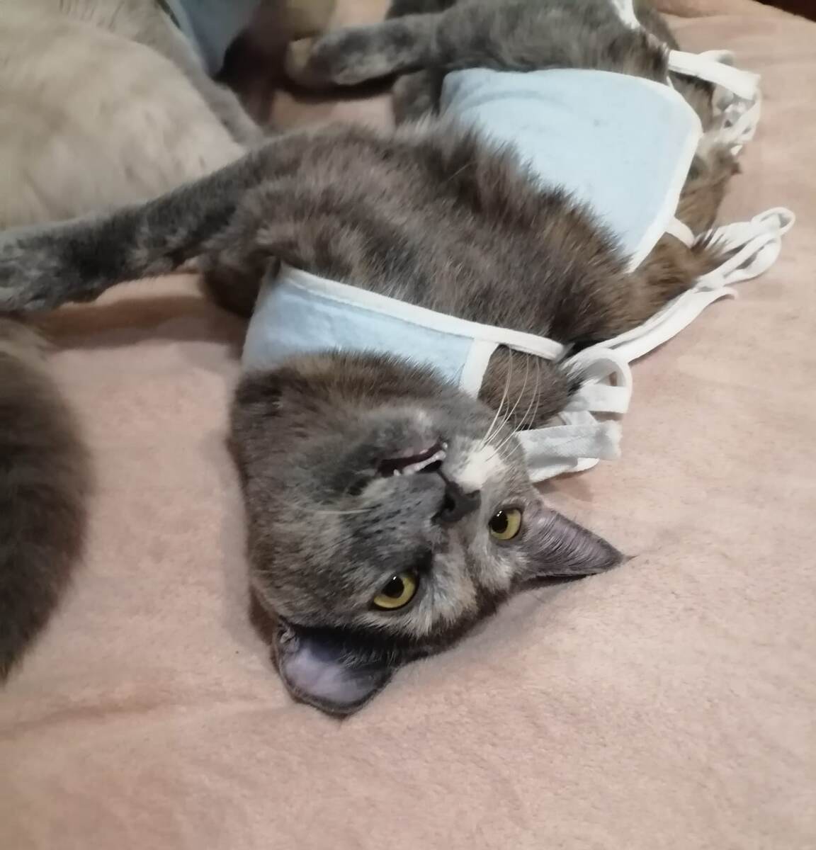 Муся Чеширская кошка. фото автора 