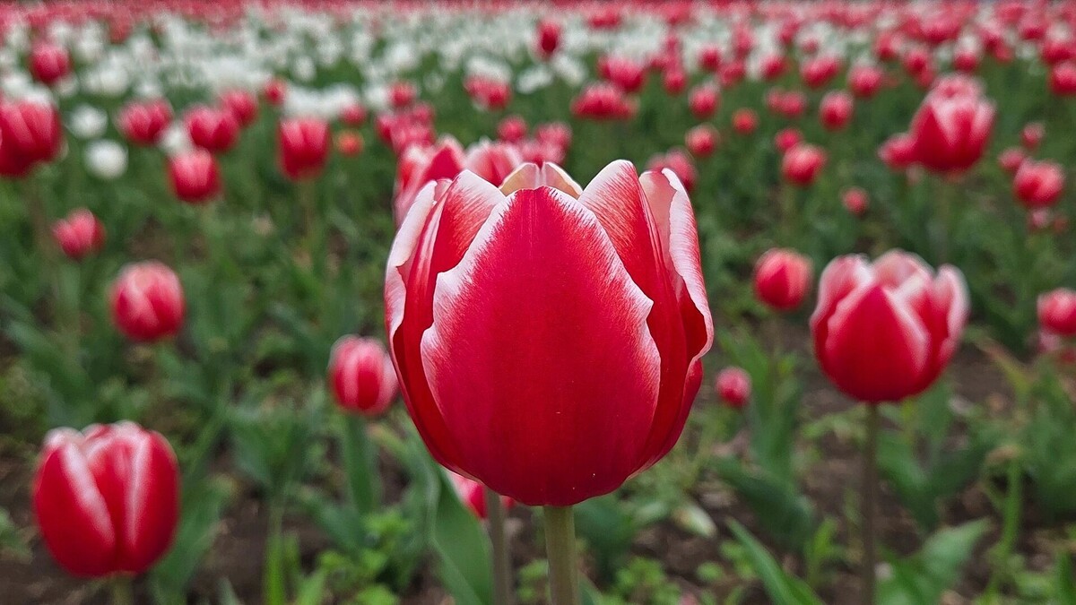     Автор: KubanPress