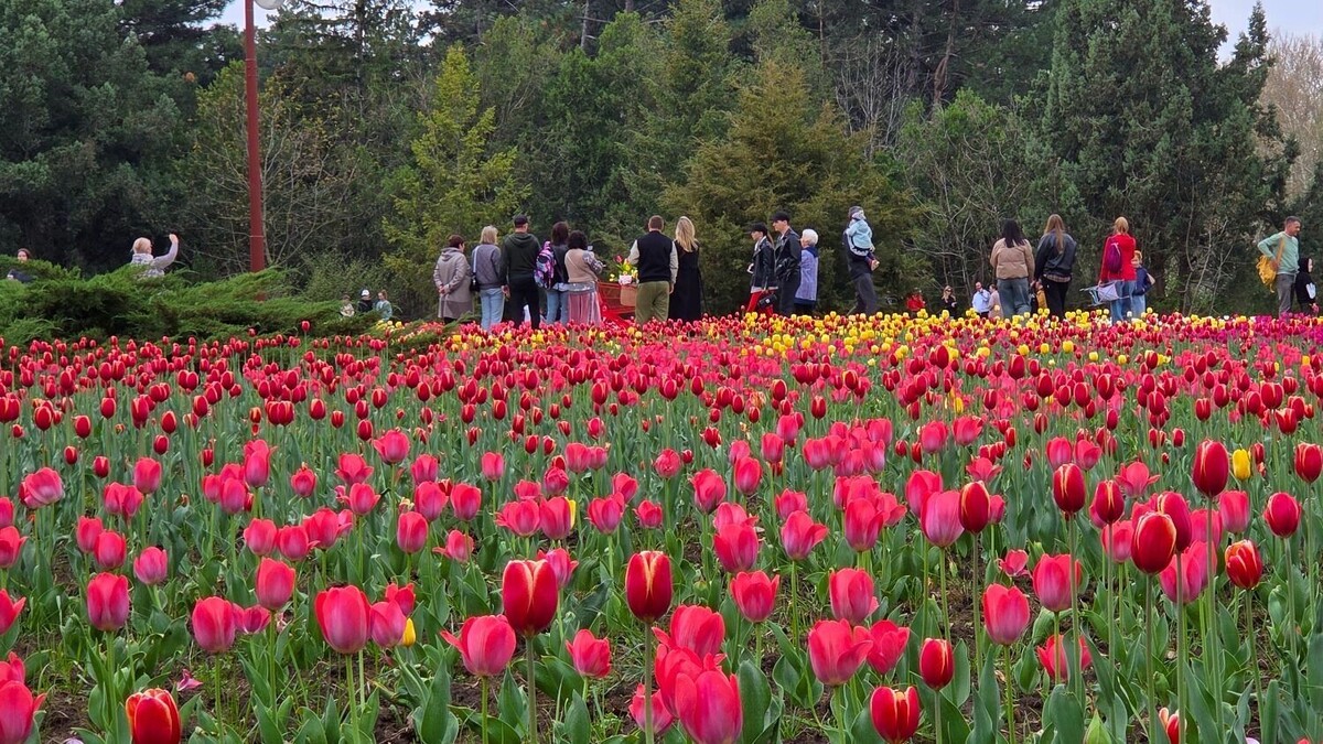     Автор: KubanPress