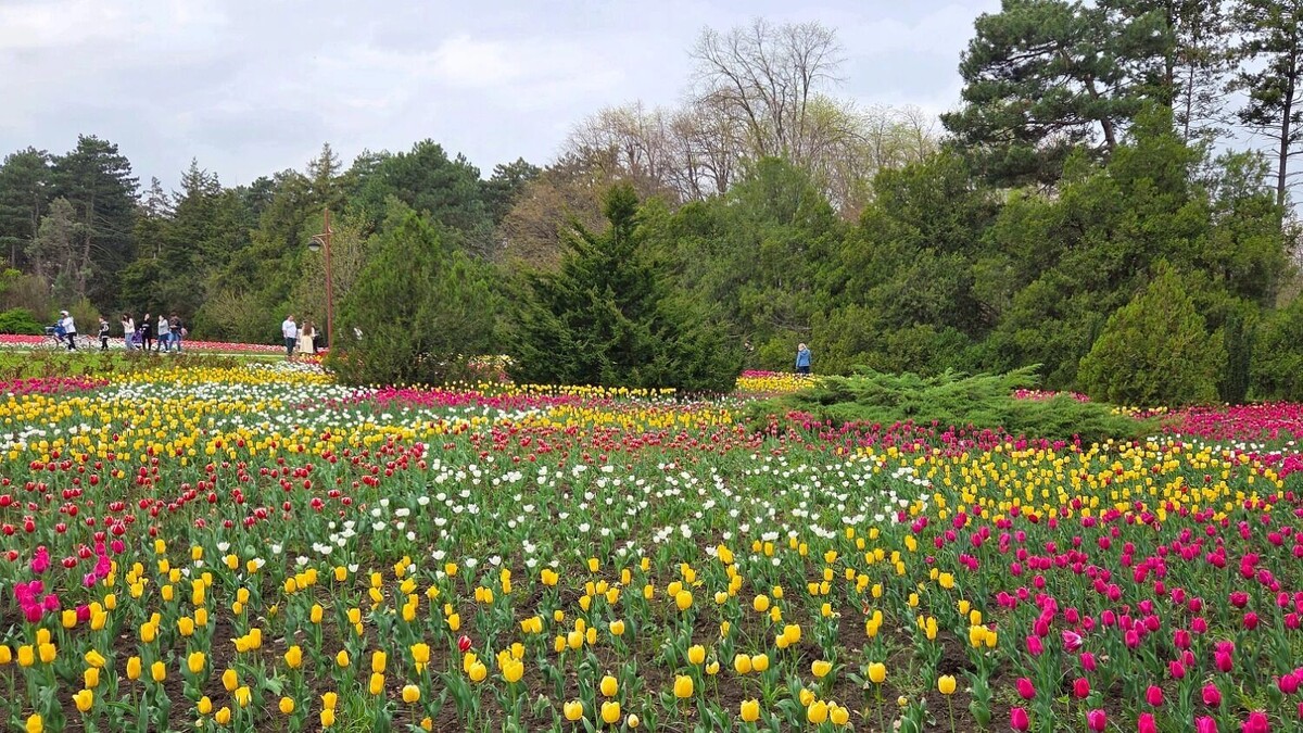     Автор: KubanPress