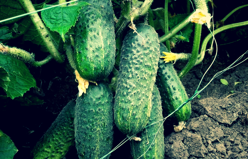 Огурцы - рекордсмены: секрет подкормки, из-за которого с 5 кустов собираю по 40 кг