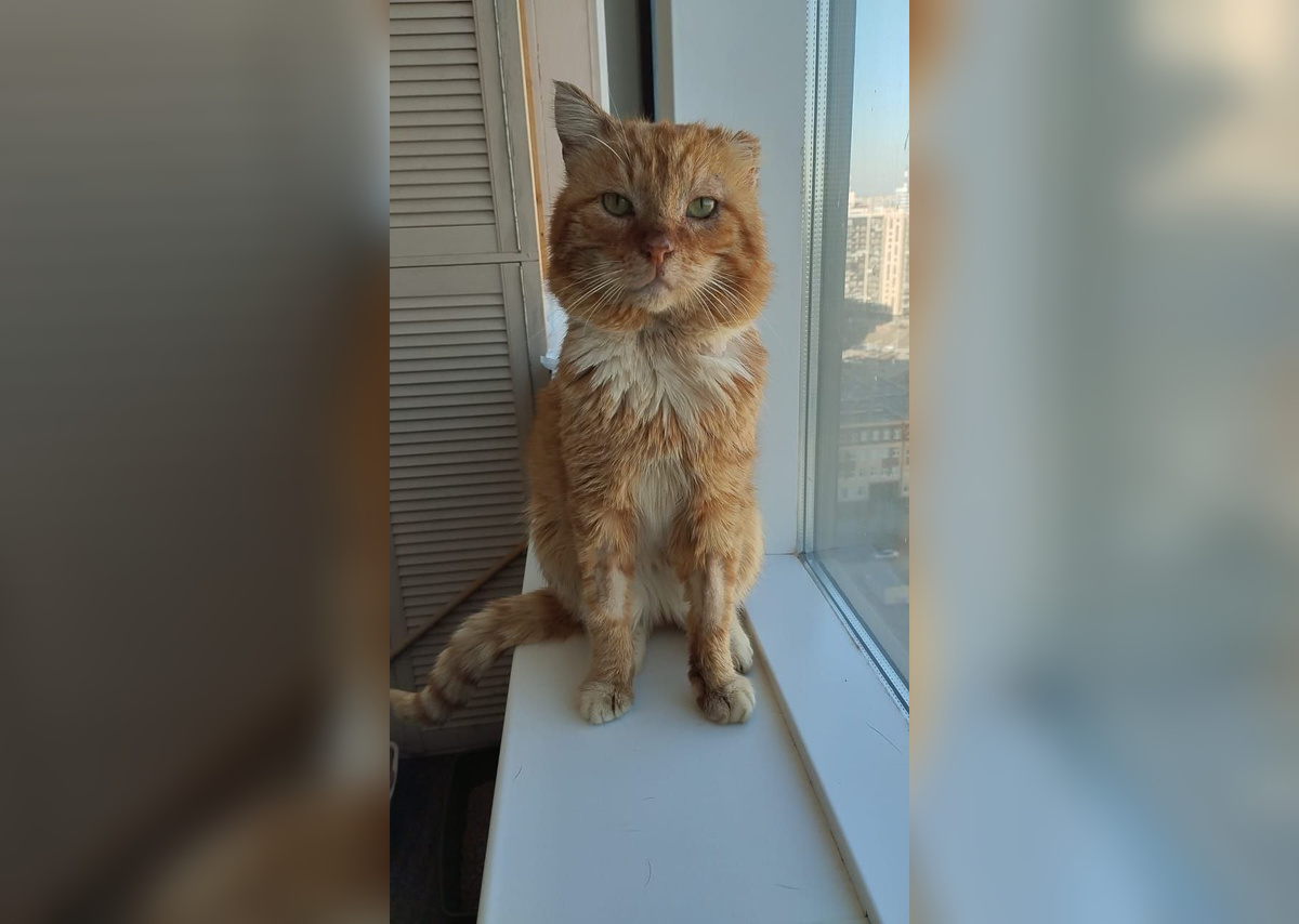 Фото: сообщество «» УСАТЫЙ-ПОЛОСАТЫЙ» Помогаем животным вместе» в социальной сети Вконтакте