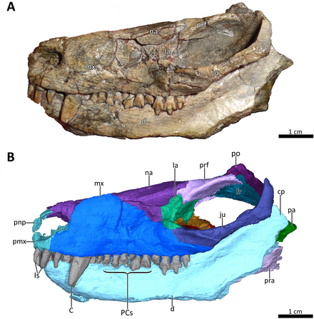 Череп болотридона с нижней челюстью.