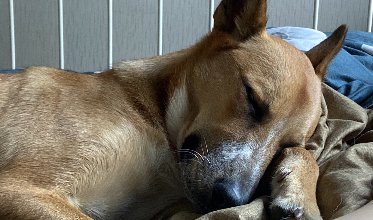 На фото, кстати, мой пёс Читос. Скоро я вас познакомлю))