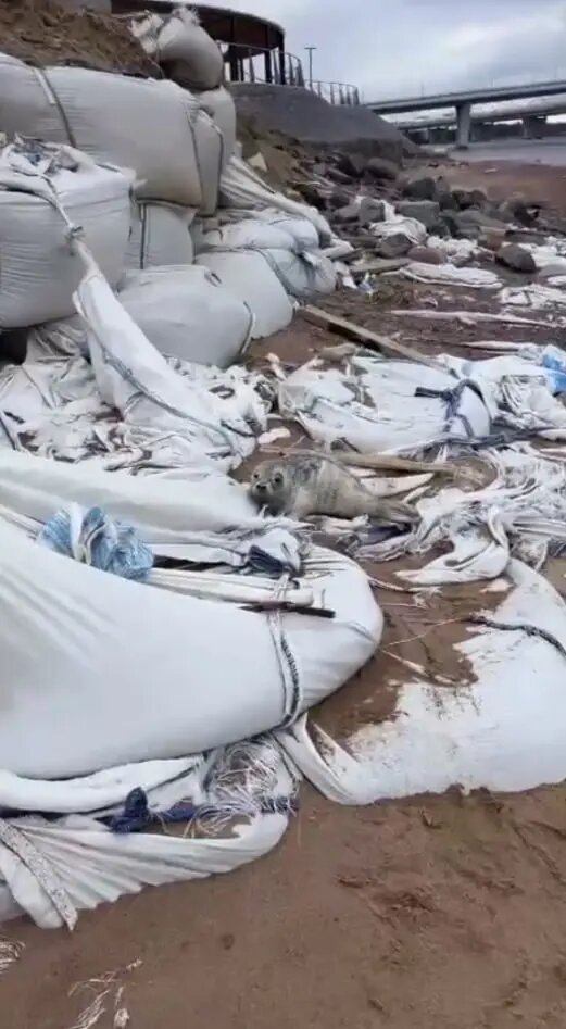    Фото: скриншот из видео в телеграм-канале «Nerpa SPb».