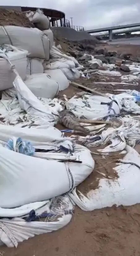    Фото: скриншот из видео в телеграм-канале «Nerpa SPb».