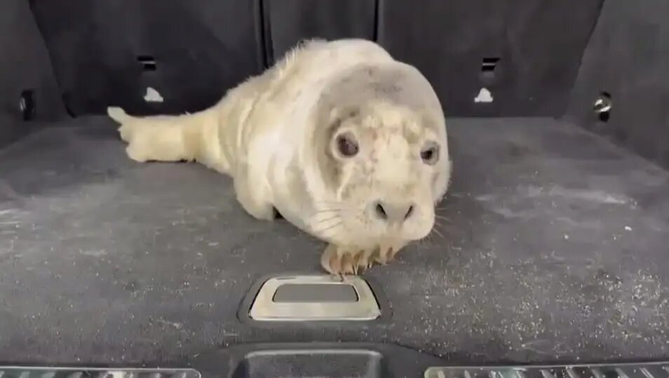    Фото: скриншот из видео в телеграм-канале «Nerpa SPb».