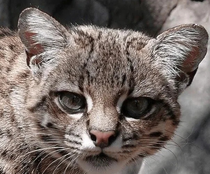 Андская кошка. Фото из интернета. 