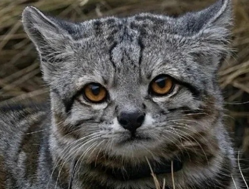 Андская кошка. Фото из интернета. 