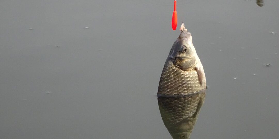 Ловля Карася на поплавок весной. Когда, где, как и на что!?