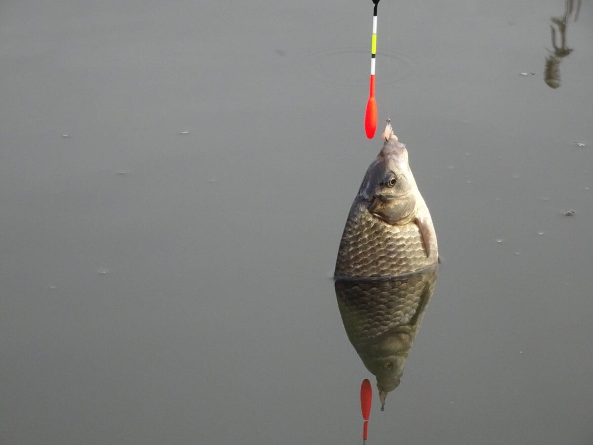 Ловля Карася на поплавок весной