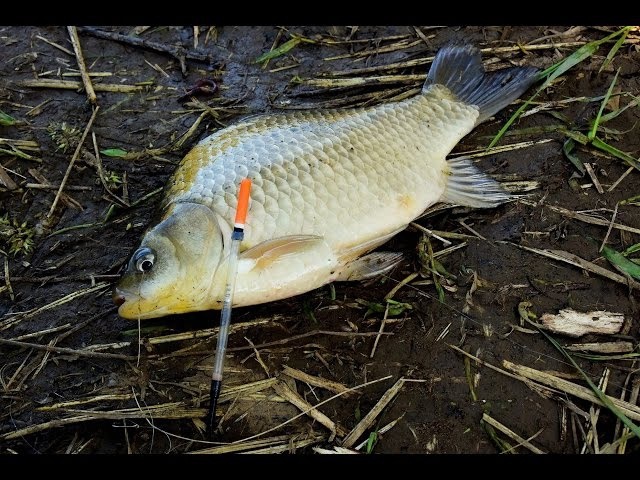 Ловля Карася на поплавок весной