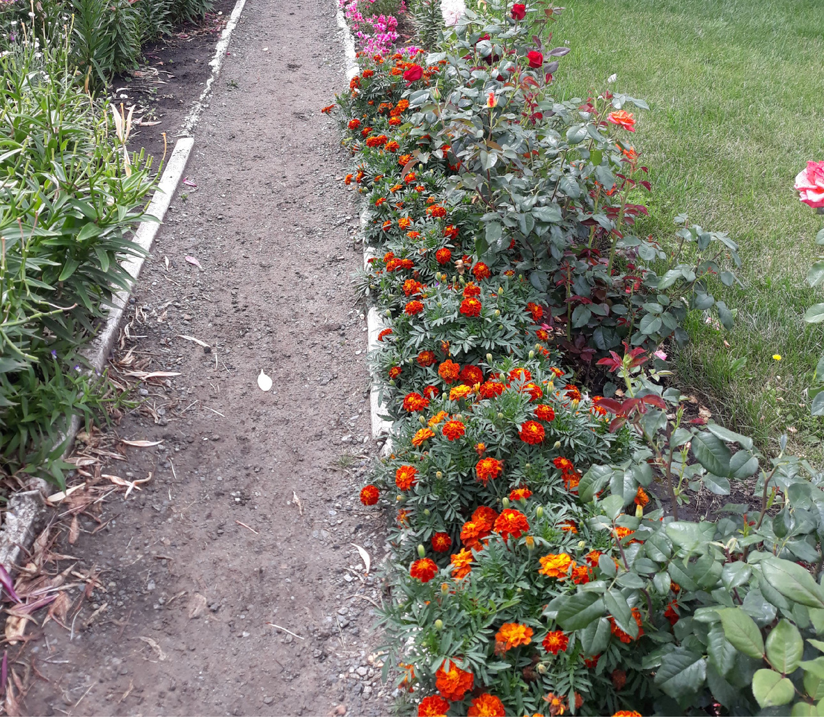 Бархатцы и розы. Спорное соседство.