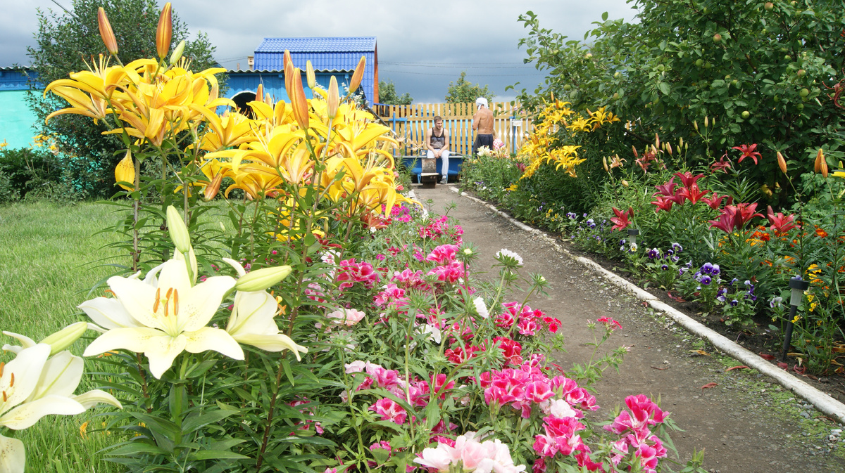 Пёстрый ковёр цветов на даче. Когда-то мне это нравилось...