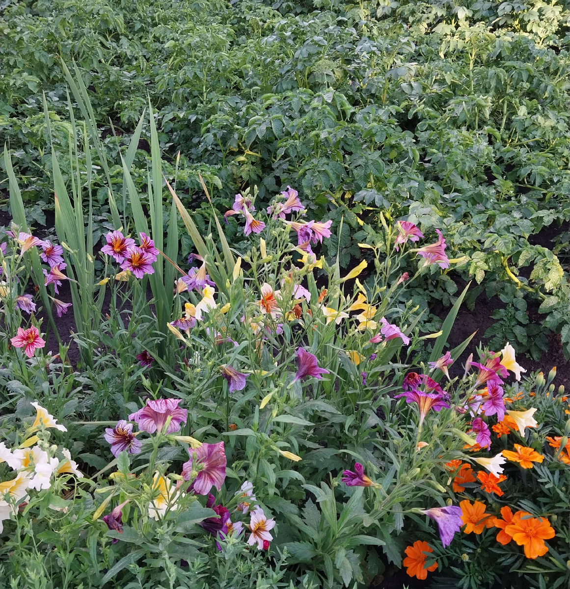 Гладиолусы, сальпиглоссис и картошка