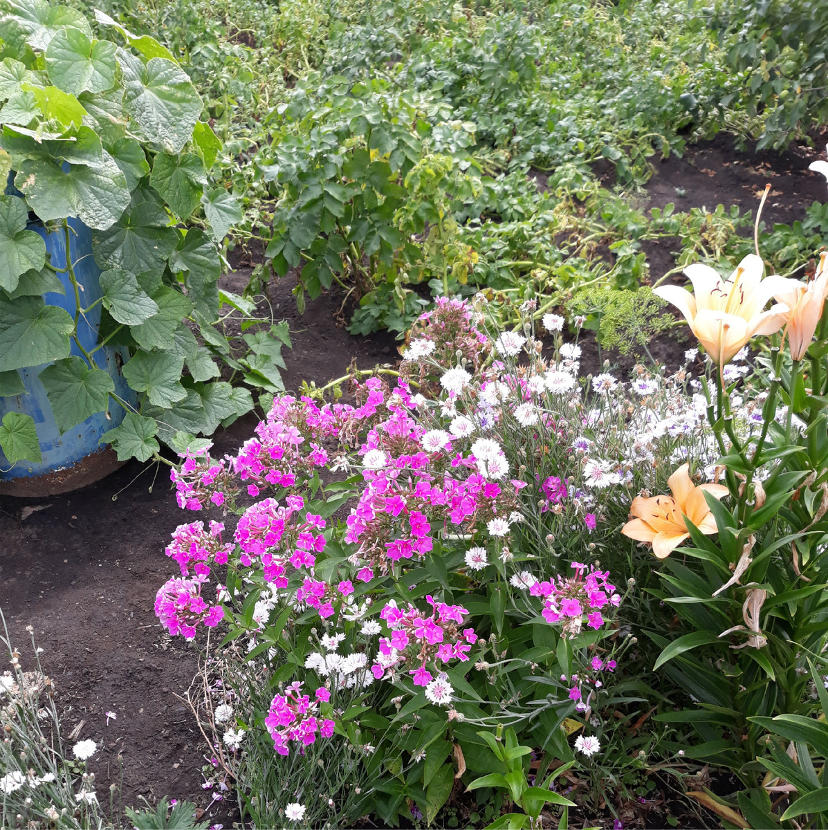 Здесь цветочный хаос. Всё смешалось - огурцы, цветы, картошка.