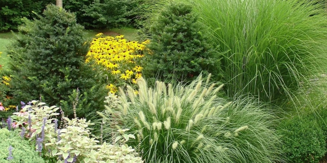 Компаньоны хвойных в саду. Гармоничные композиции с хвойными. Правила посадки и фон для хвойных.