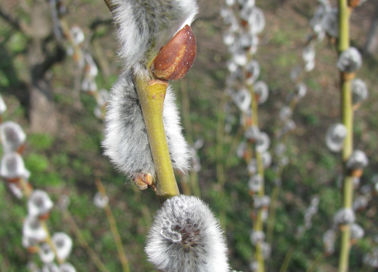 Что такое верба на самом деле? Почему «барашки» — это ива, и как не запутаться в названиях