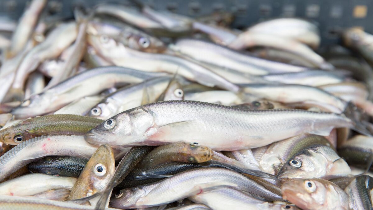 Фото: Aleksey Smyshlyaev/globallookpress.com