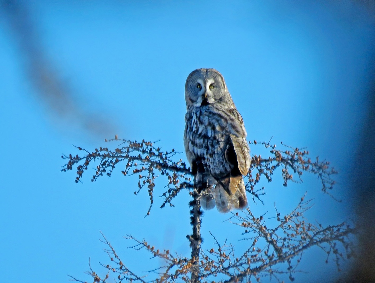 Полярная сова. Фото Илья Буяновский.
