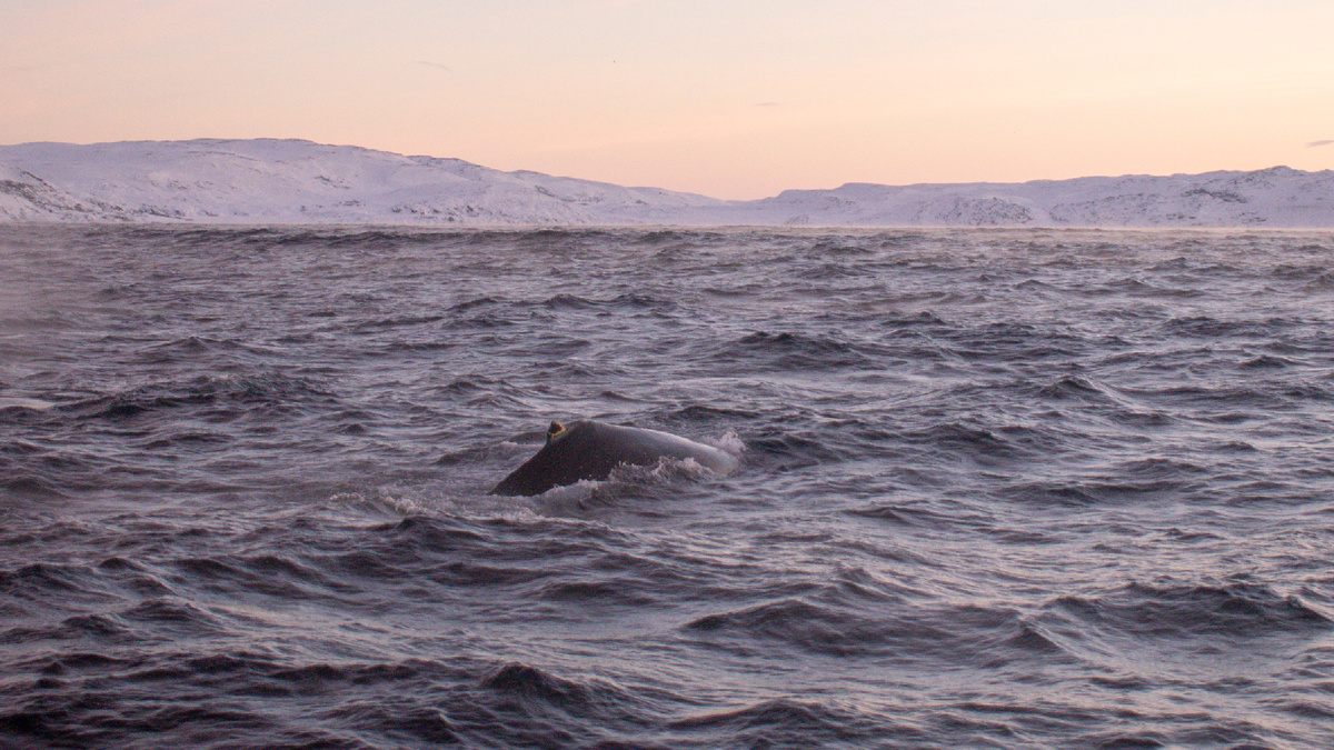 Спина горбатого кита