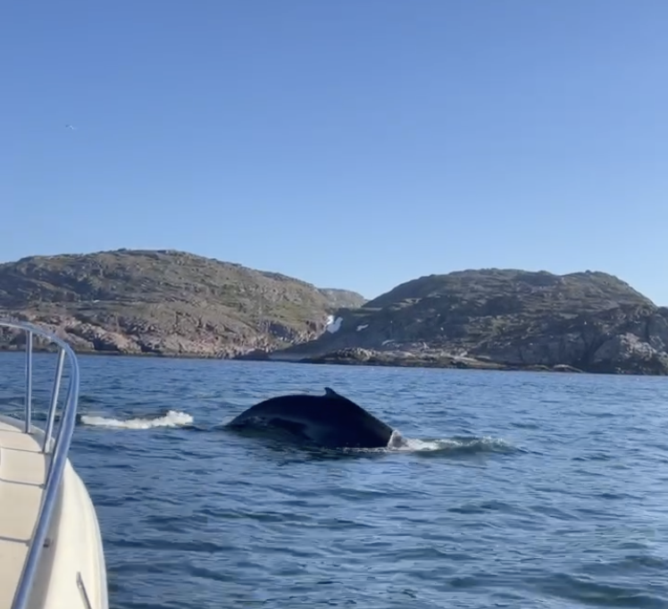 Горбатый кит в Териберке