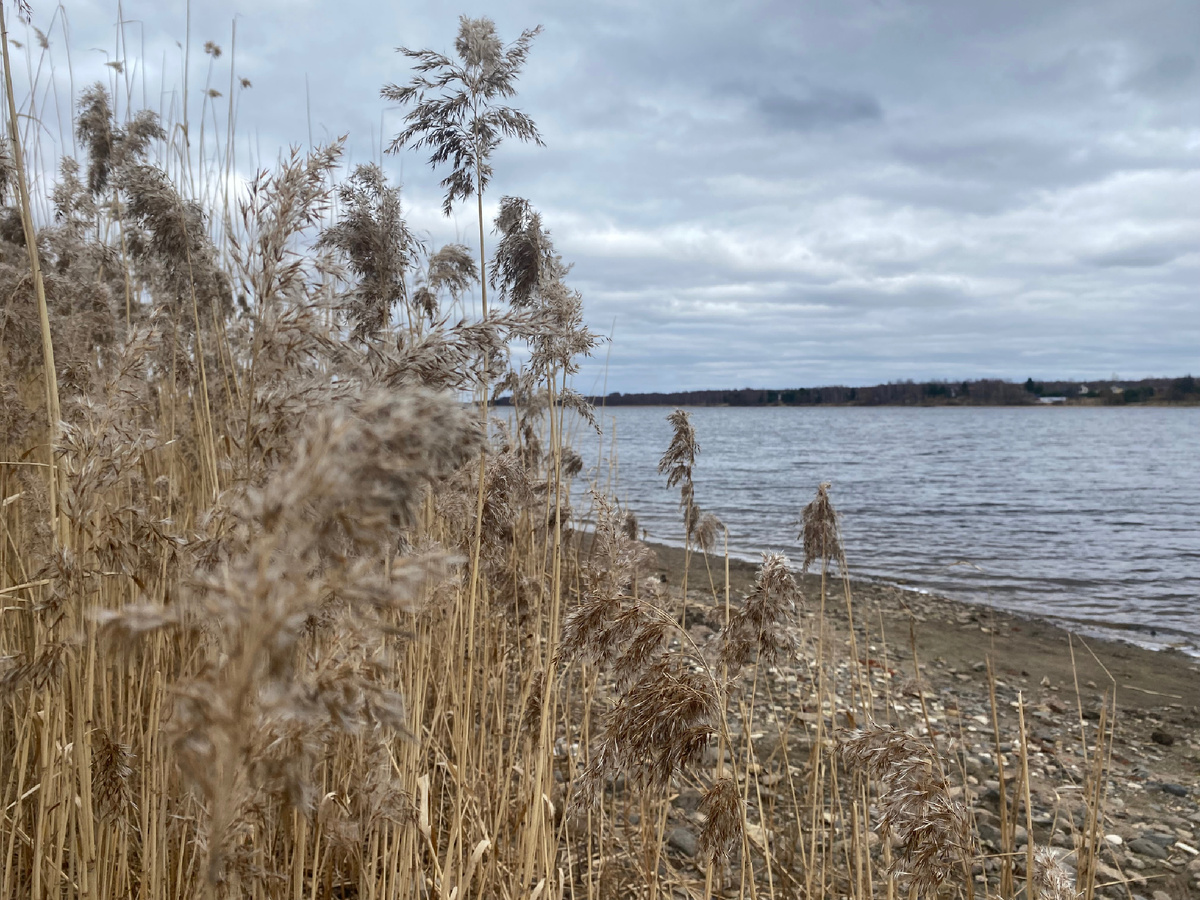 Берег Волги