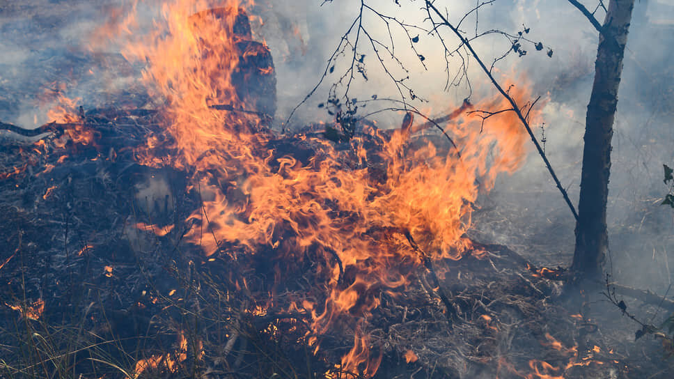 Фото: Олег Харсеев / Коммерсантъ