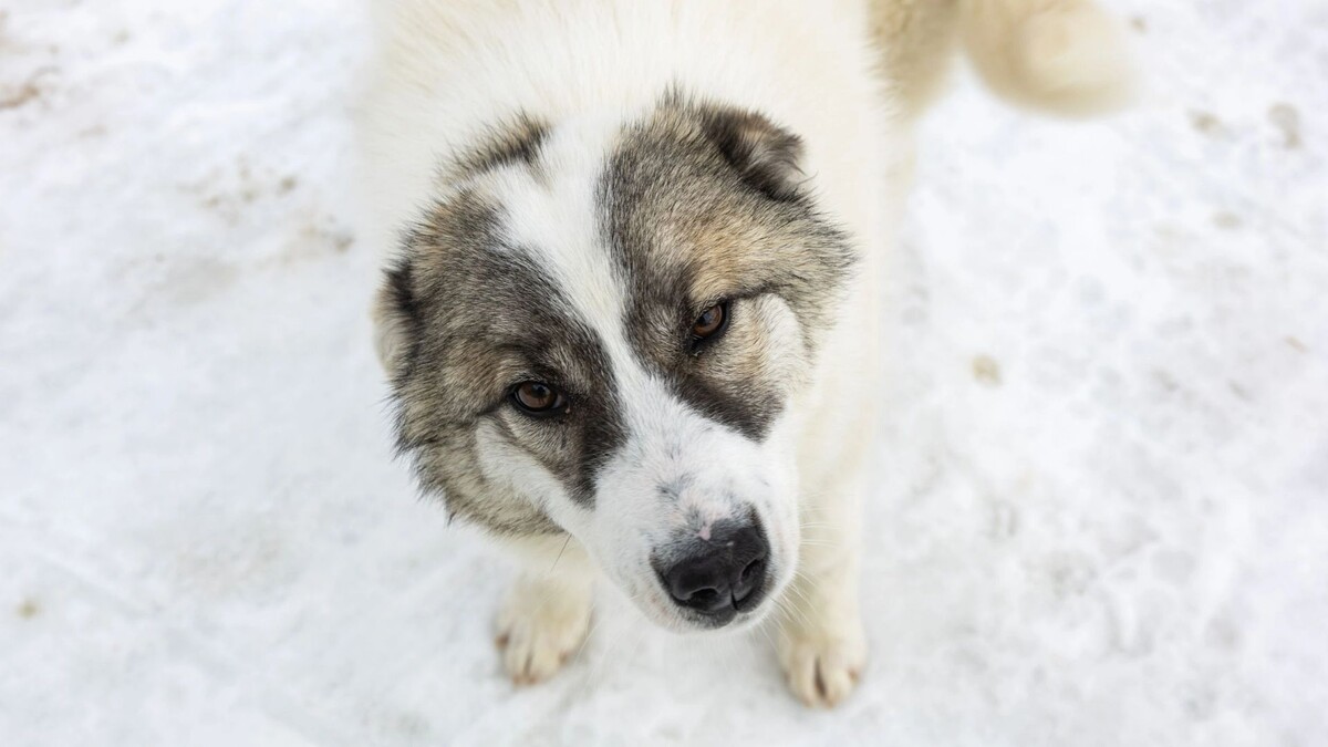    Фото: Александр Чирва/«Ямал-Медиа»