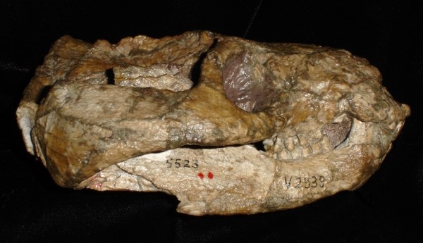 Голотип черепа.