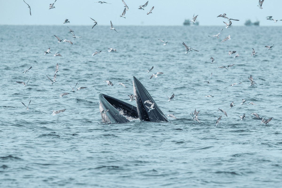 Горбатый кит