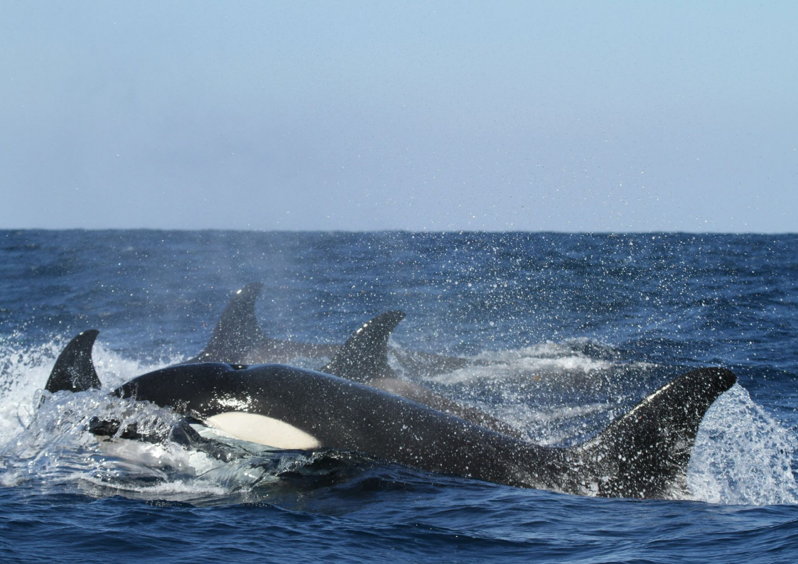 Стая косаток