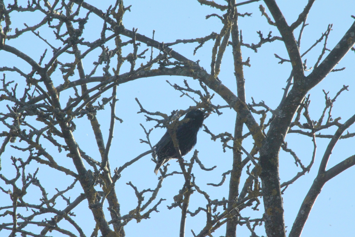 Далеко сидит, трудно снять. Фото автора