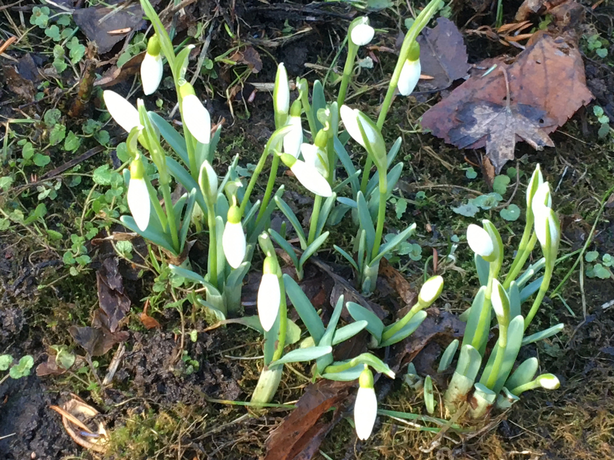Тут они только распускаются. Фото автора