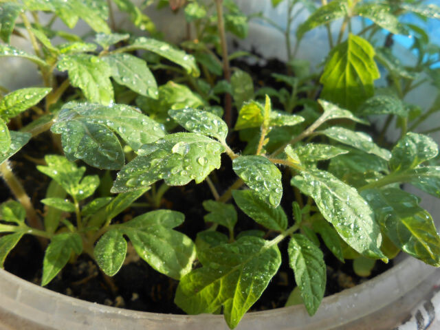 Рассада томатов