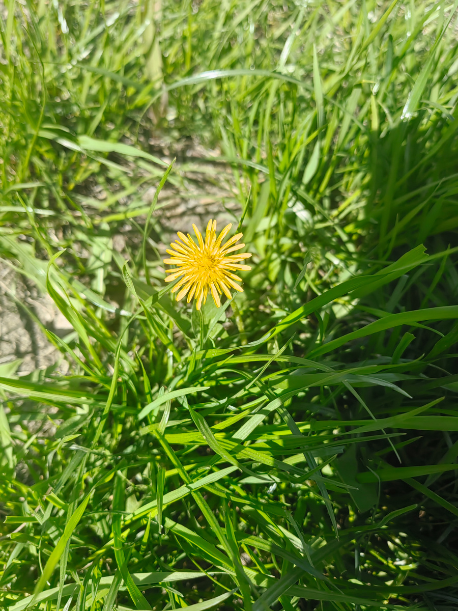 Одуванчики 