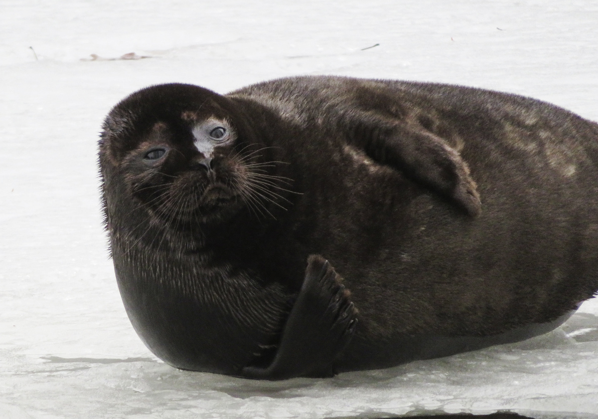 Молодая самка нерпы позирует. Благо, есть хорошее приближение на фотоаппарате.