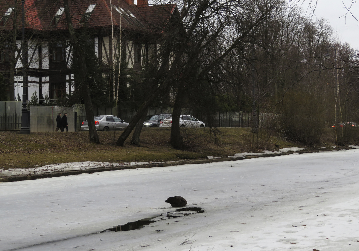 Издалека и не понятно, кто это. Может собака, а может бобр?