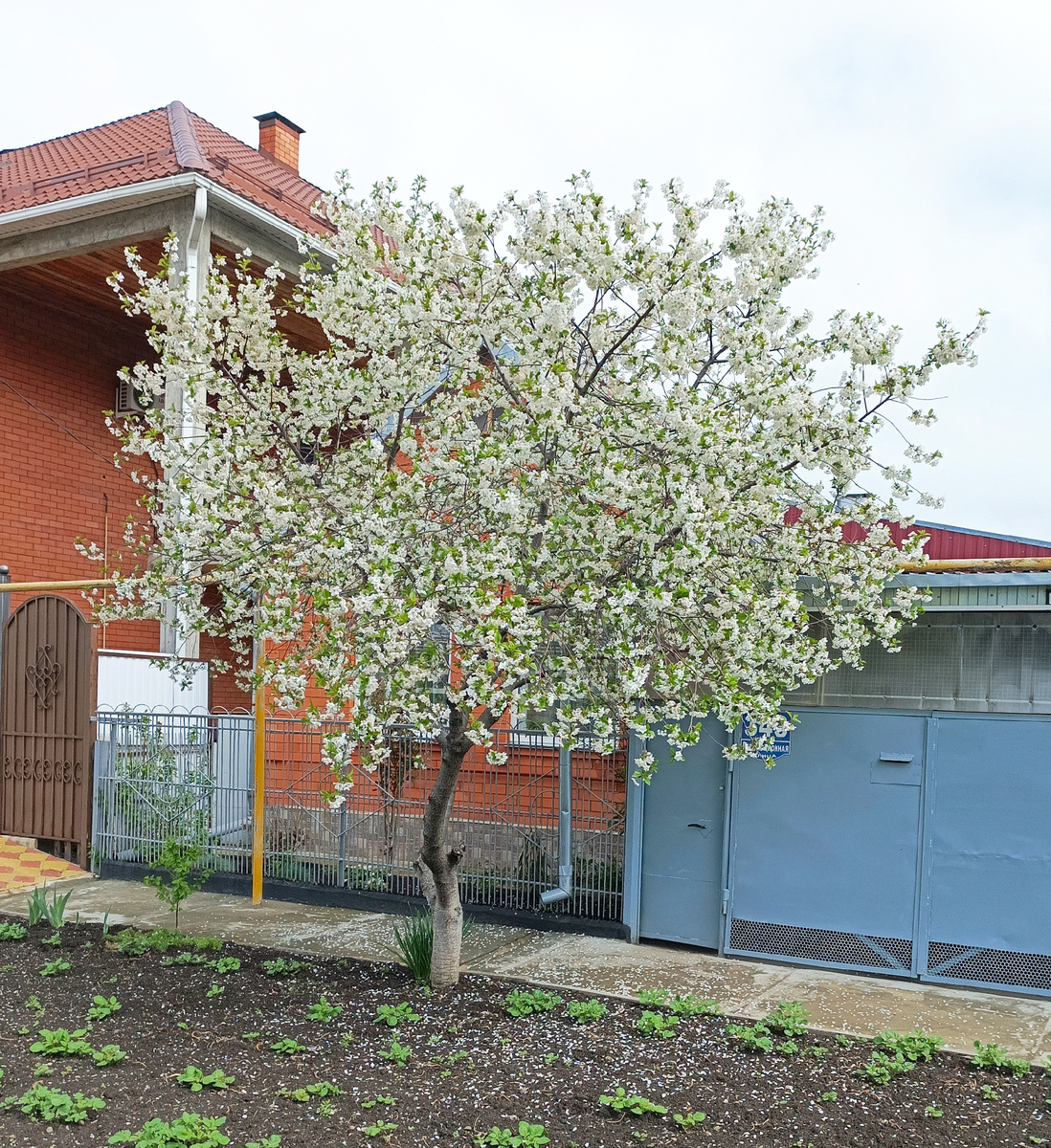 Деревце в цвету