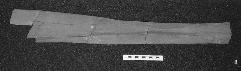 Вот некоторые останки Лидсихтиса