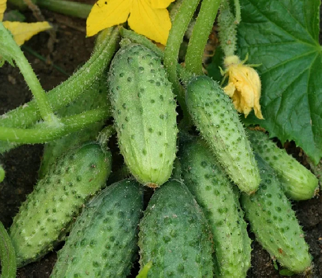 Я выращиваю 6 гибридов огурцов и собираю 130–150 кг в сезон. Вот почему я их выбрал (и как не повторить мои ошибки)